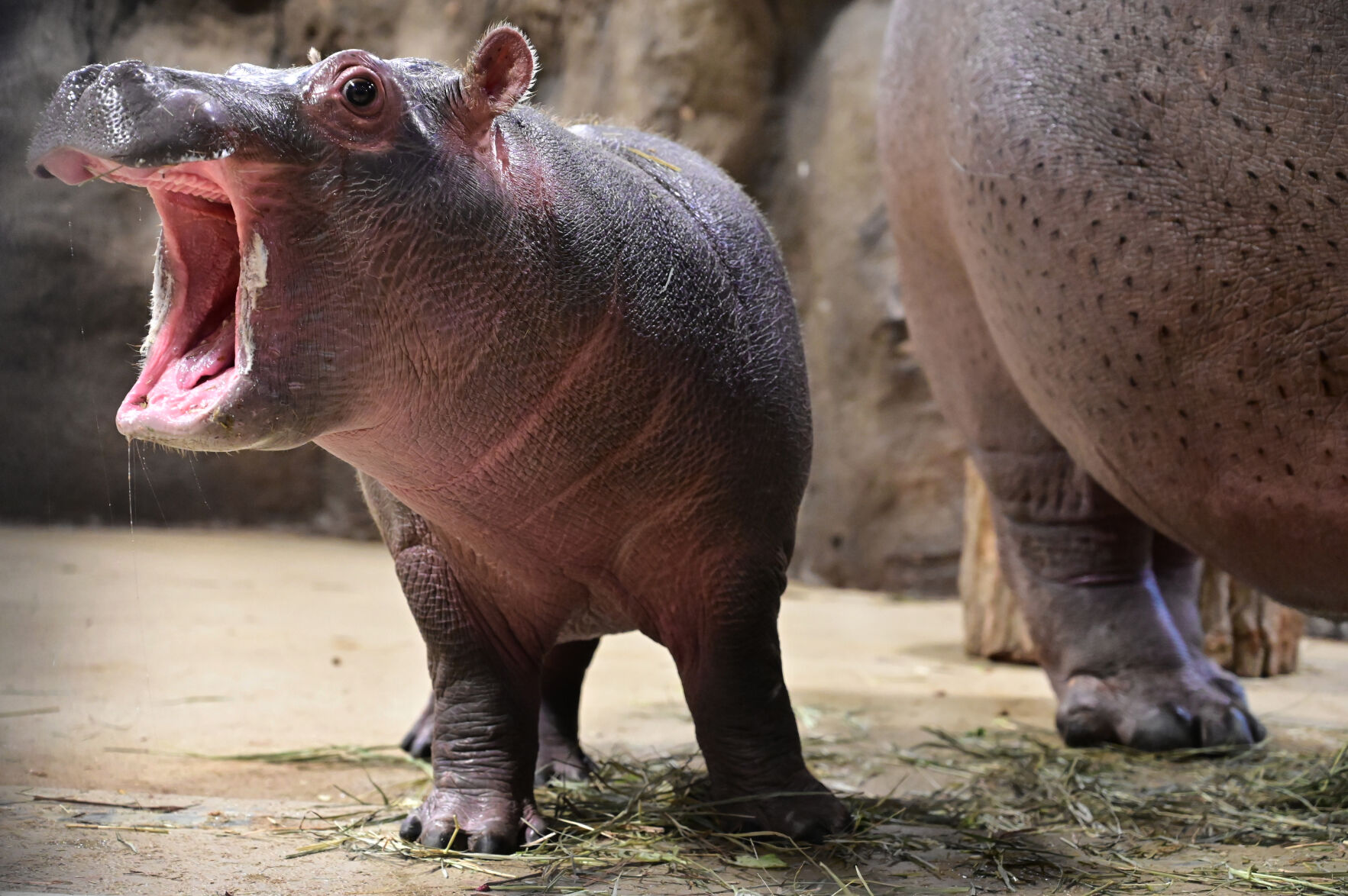 112821-life-zoo 01.JPG